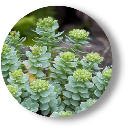 RHODIOLA ROSEA