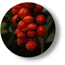 GUARANA