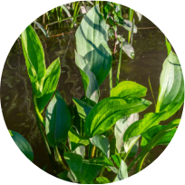 PLANTAIN D'EAU (ALISMA)